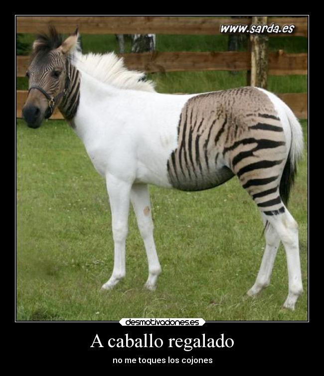 A caballo regalado - 