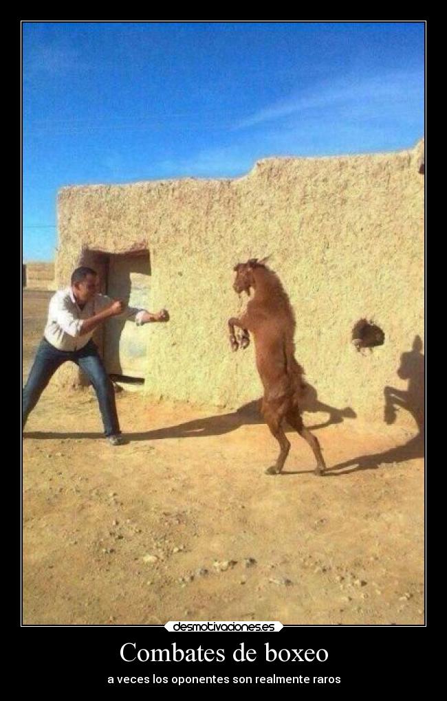 Combates de boxeo -