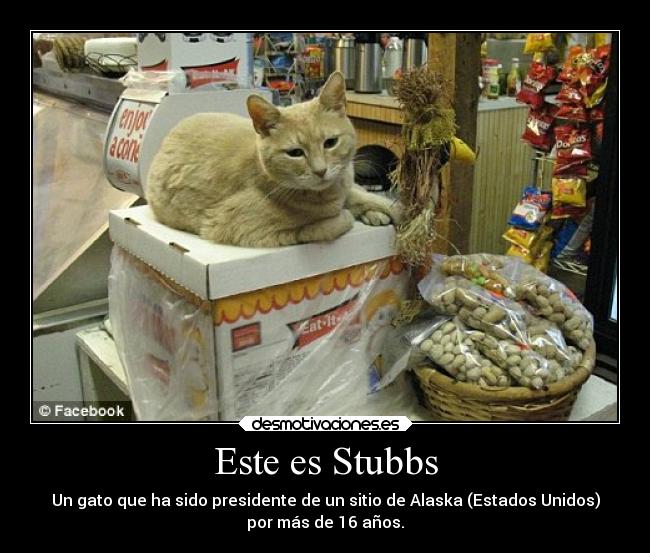 Este es Stubbs - Un gato que ha sido presidente de un sitio de Alaska (Estados Unidos)
por más de 16 años.