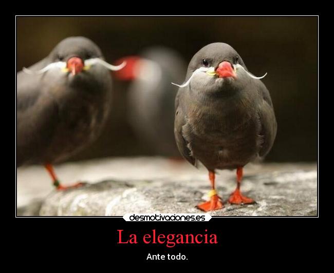 La elegancia - Ante todo.