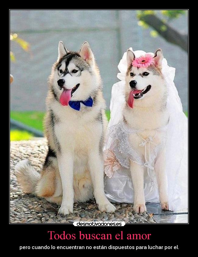 carteles amor hay que ser bien perros amor desmotivaciones