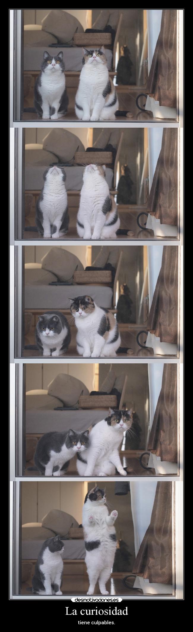 La curiosidad - tiene culpables.