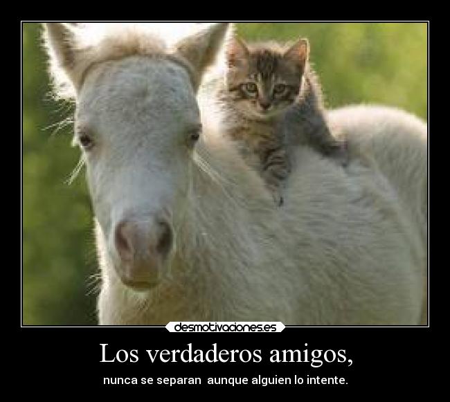 Los verdaderos amigos, - nunca se separan  aunque alguien lo intente.