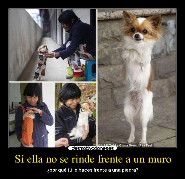 Sí ella no se rinde frente a un muro -