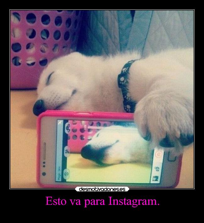 carteles humor perro facebook cartel chorra desmotivaciones