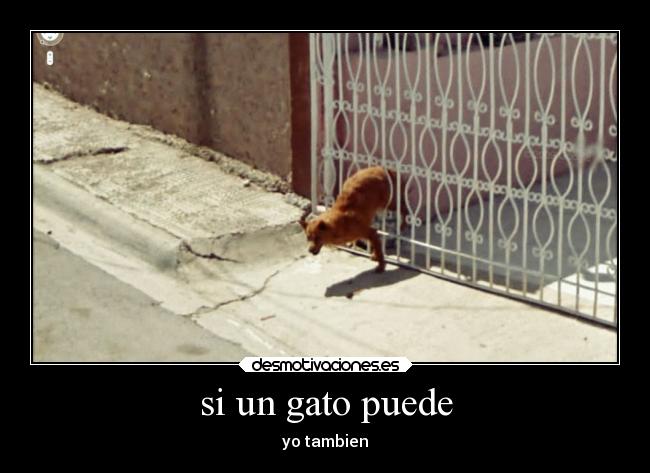 si un gato puede - 