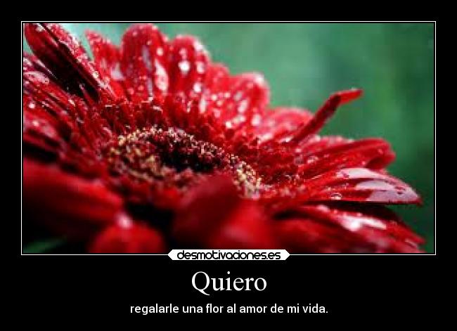 Quiero - regalarle una flor al amor de mi vida.