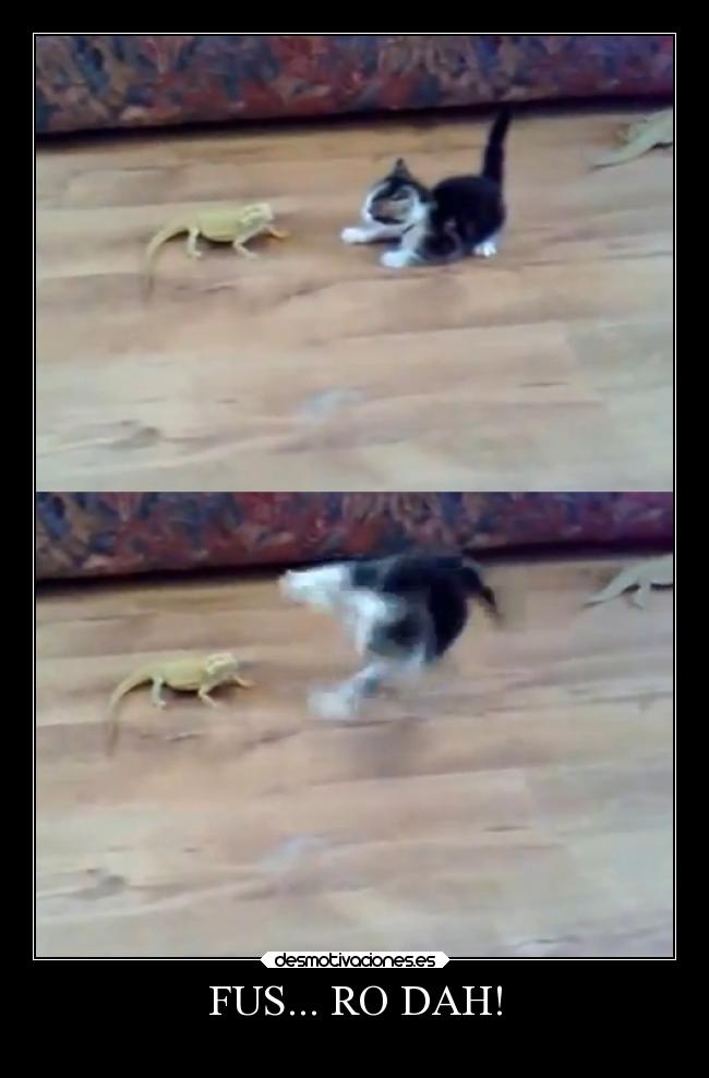 carteles animales humor skyrim fusrodah iguana gatosmutelaughing desmotivaciones