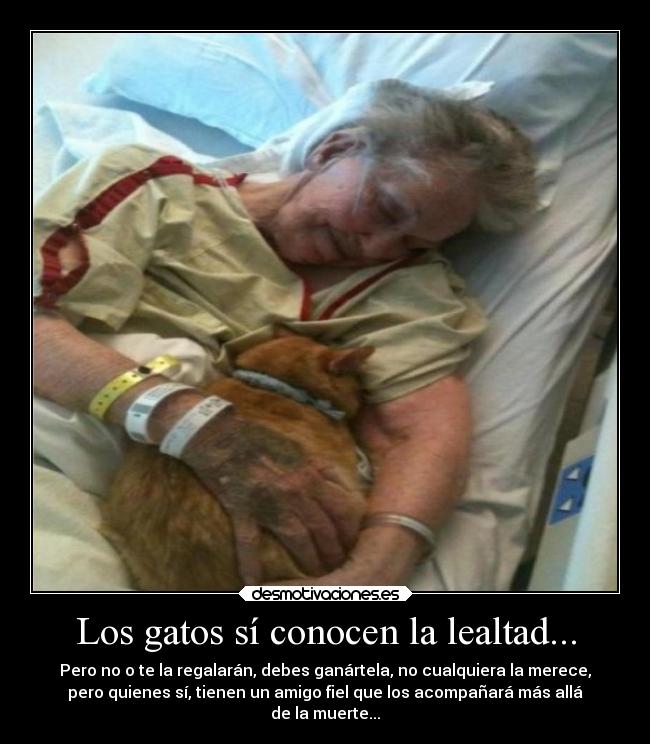 Los gatos sí conocen la lealtad... - 