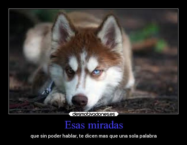 Esas miradas - que sin poder hablar, te dicen mas que una sola palabra