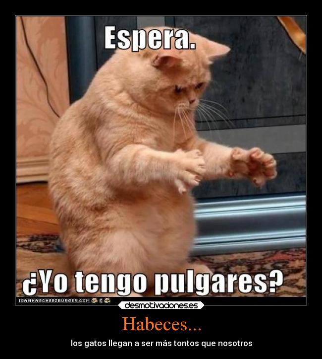GATOS ESTUPIDOS COM gatos estupidos com: