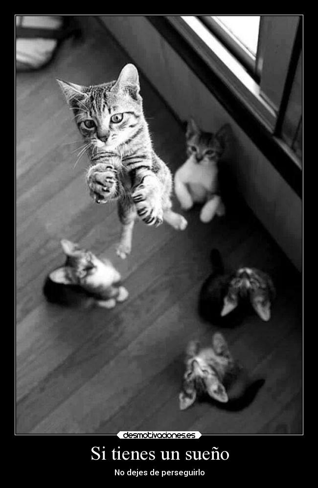 Si tienes un sueño -