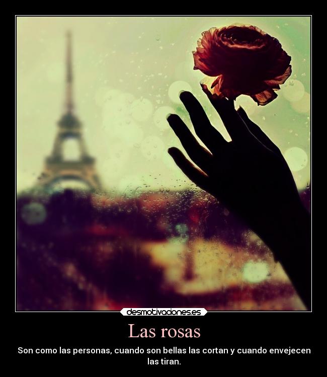 Las rosas - Son como las personas, cuando son bellas las cortan y cuando envejecen
las tiran.