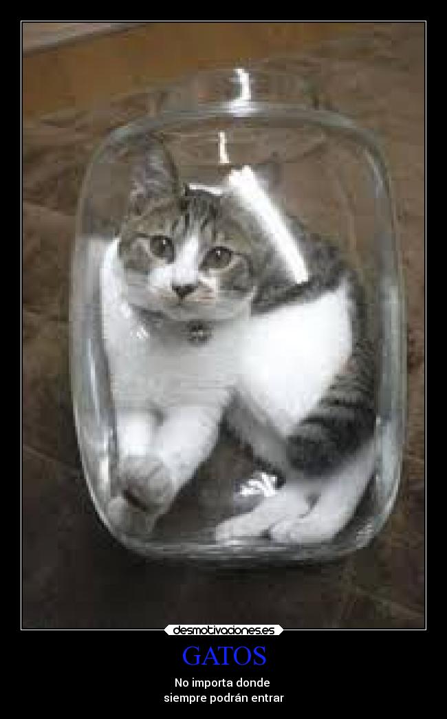 GATOS - 