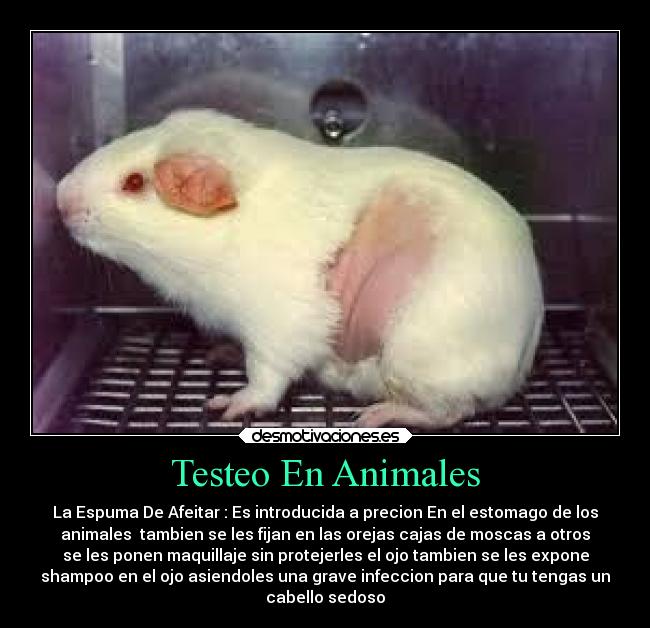 Testeo En Animales - La Espuma De Afeitar : Es introducida a precion En el estomago de los
animales tambien se les fijan en las orejas cajas de moscas a otros
se les ponen maquillaje sin protejerles el ojo tambien se les expone
shampoo en el ojo asiendoles una grave infeccion para que tu tengas un
cabello sedoso