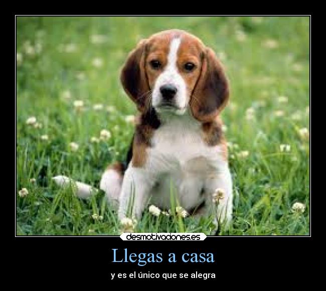 Llegas a casa -