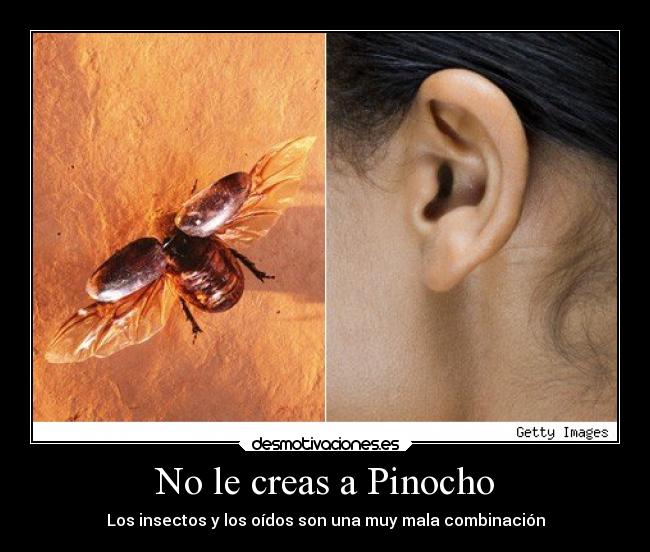 No le creas a Pinocho - Los insectos y los oídos son una muy mala combinación