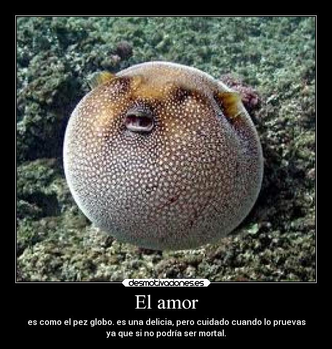 carteles amor amor desmotivaciones