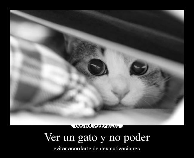 Ver un gato y no poder -