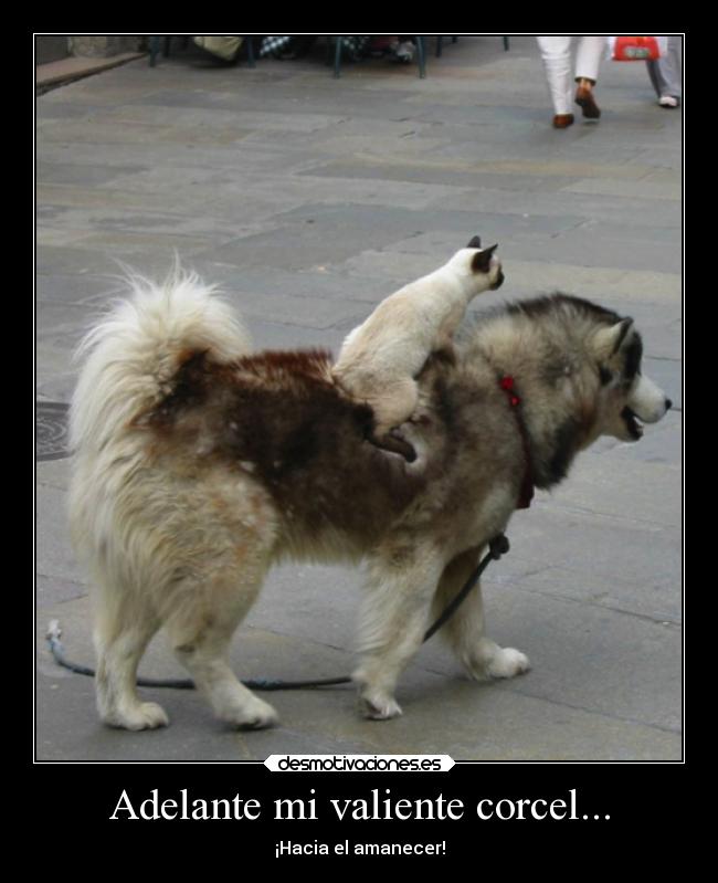 carteles algo bien aqui gatosno esta agarrando correa corcel desmotivaciones