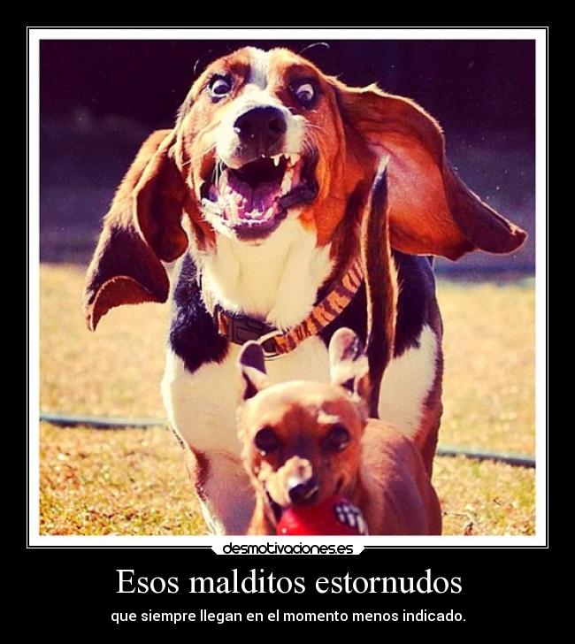 Esos malditos estornudos -