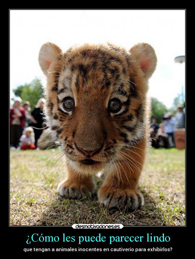 ¿Cómo les puede parecer lindo -