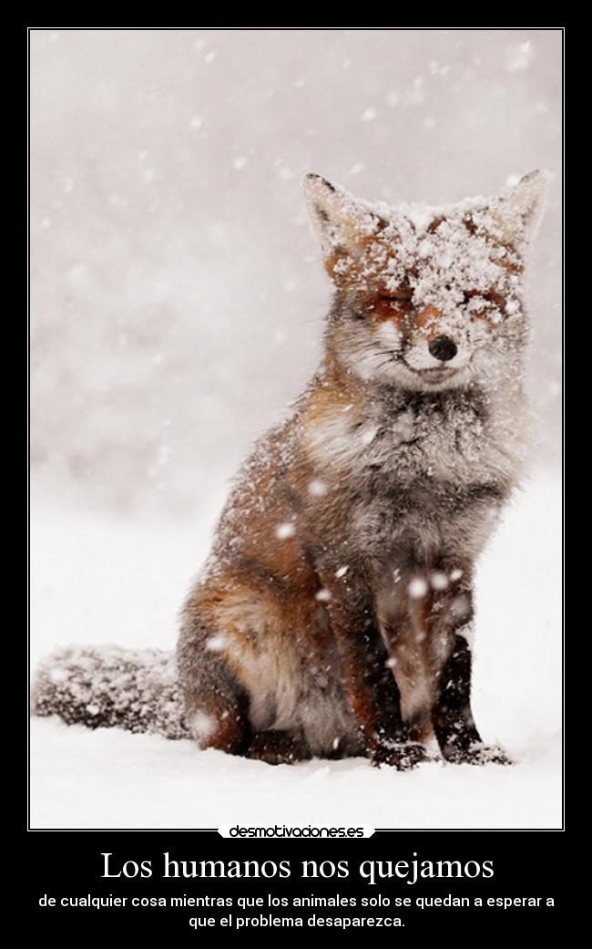 Los humanos nos quejamos - de cualquier cosa mientras que los animales solo se quedan a esperar a
que el problema desaparezca.