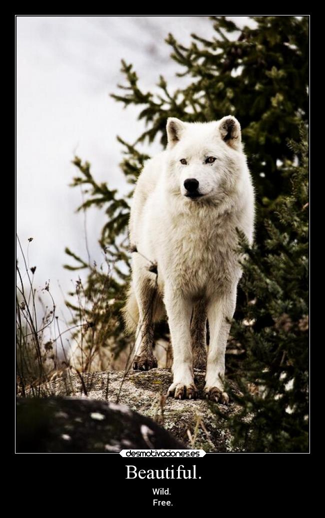 Beautiful. - Wild.
Free.