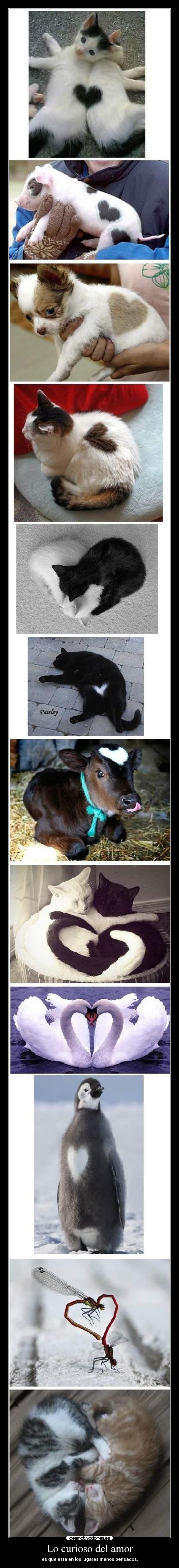 Lo curioso del amor -