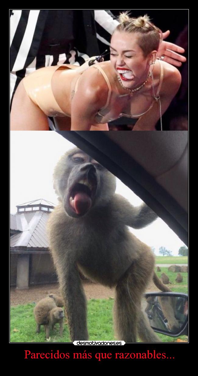 Parecidos más que razonables... - 