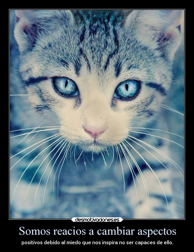 carteles verdosa desu encantan los gatos esta imagen tambien desmotivaciones