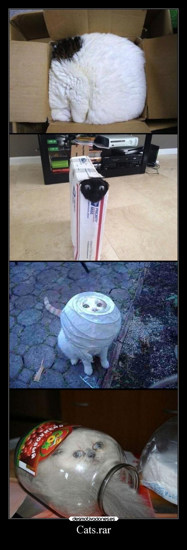 carteles humor gatos rar comprimidos jesshellscythe desmotivaciones