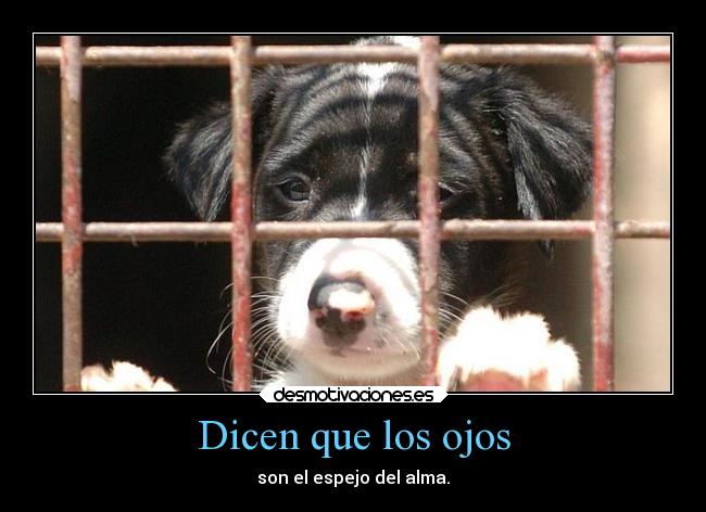 carteles perros abandono ojos tristes cruda realidad animales desmotivaciones