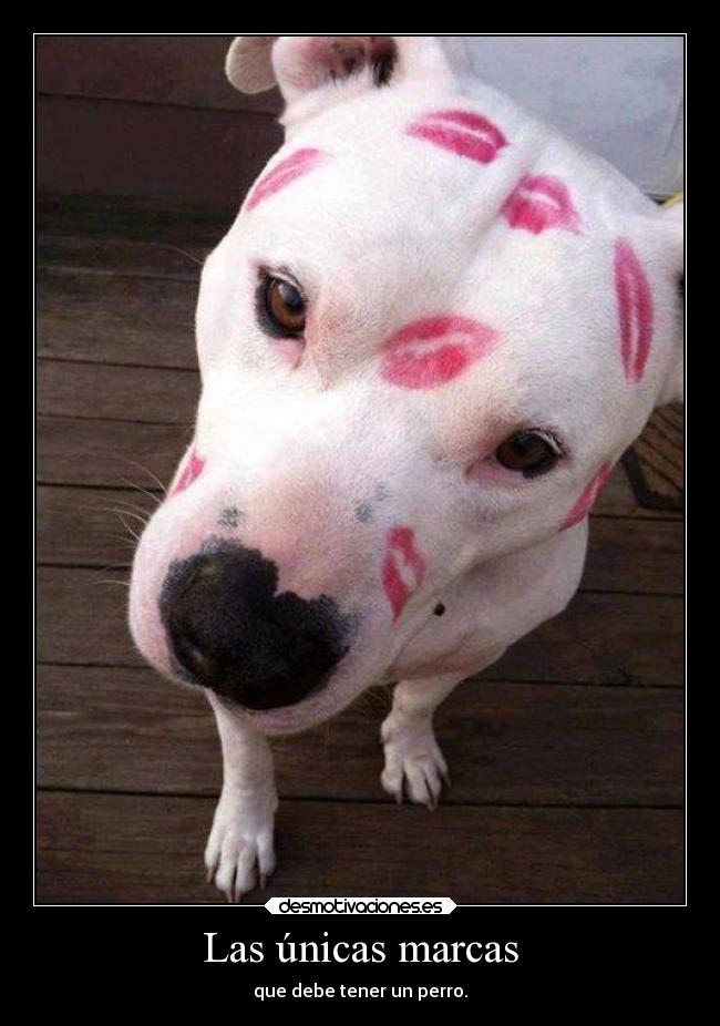 Las únicas marcas - que debe tener un perro.