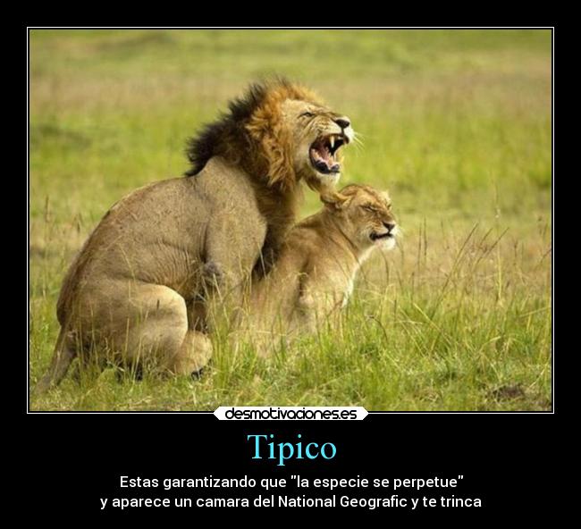 carteles animales tipico sexo camara national geografic trincar leon desmotivaciones