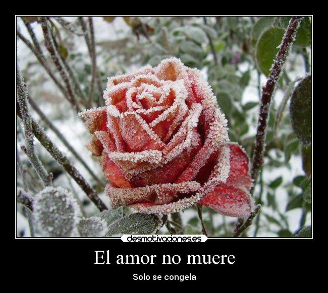 El amor no muere - Solo se congela