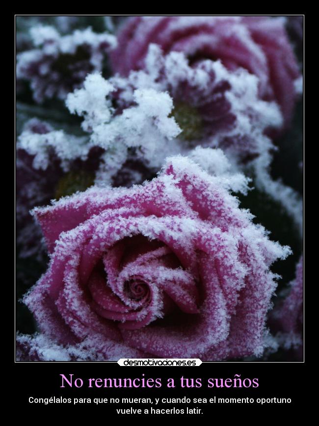 No renuncies a tus sueños - Congélalos para que no mueran, y cuando sea el momento oportuno
vuelve a hacerlos latir.