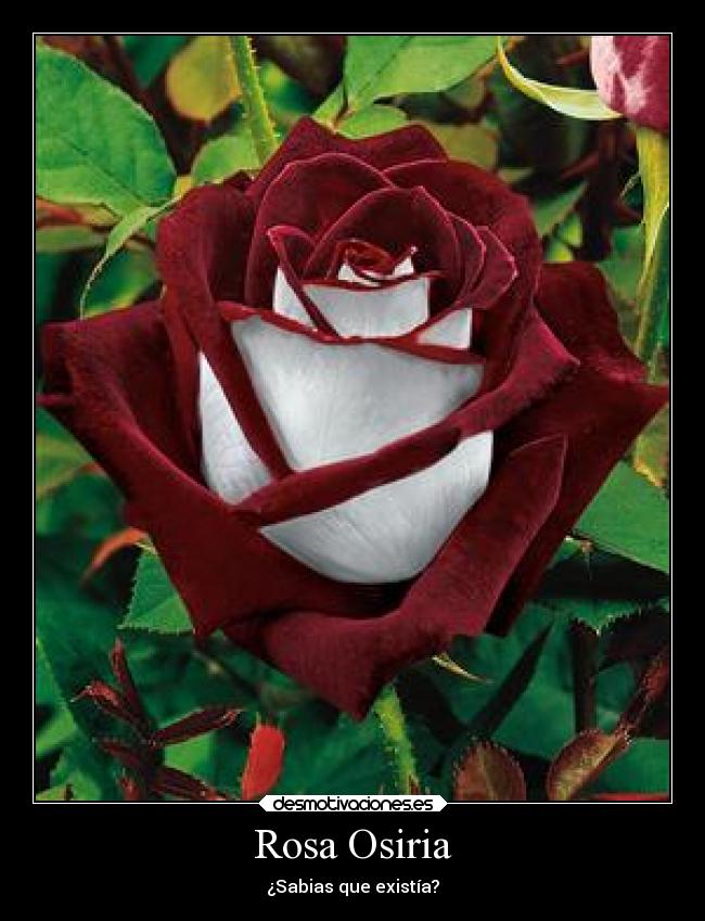 Rosa Osiria - ¿Sabias que existía?
