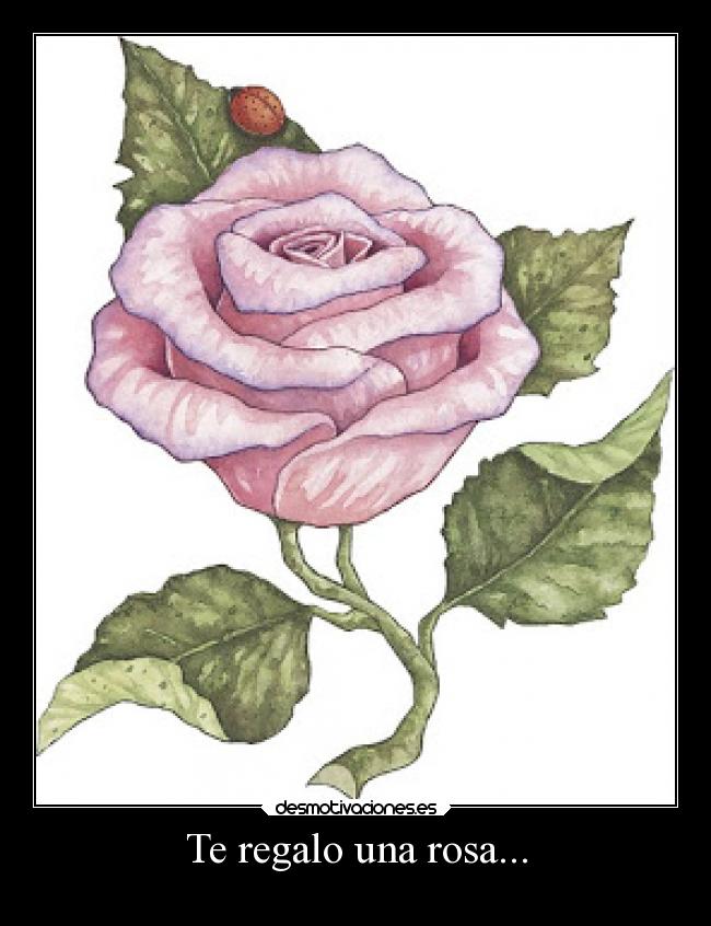 me encontre una rosa