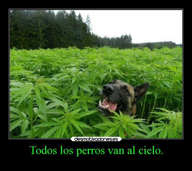 Todos los perros van al cielo. -