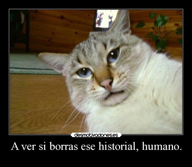 carteles gatoshumor historial ordenador hook jaaaj pillado con porno desmotivaciones