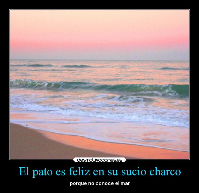 El pato es feliz en su sucio charco - porque no conoce el mar