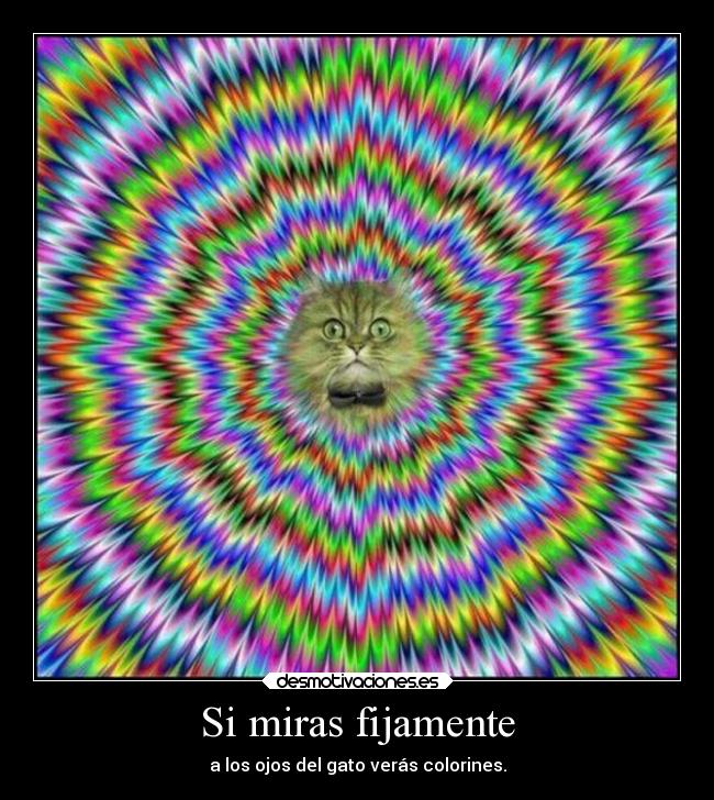 Si miras fijamente - a los ojos del gato verás colorines.