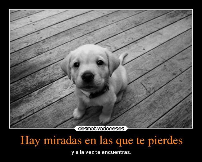 carteles animales amor amistad alegria miradas perder encontrar desmotivaciones