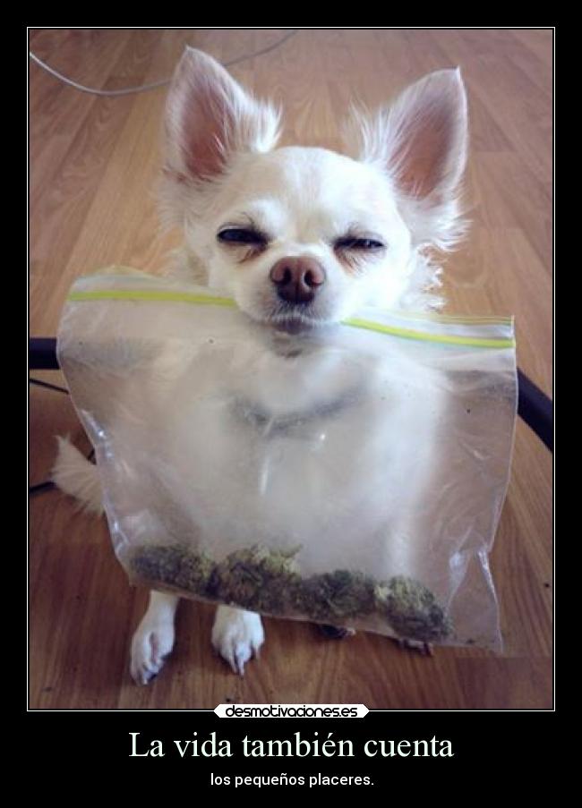 La vida también cuenta - 