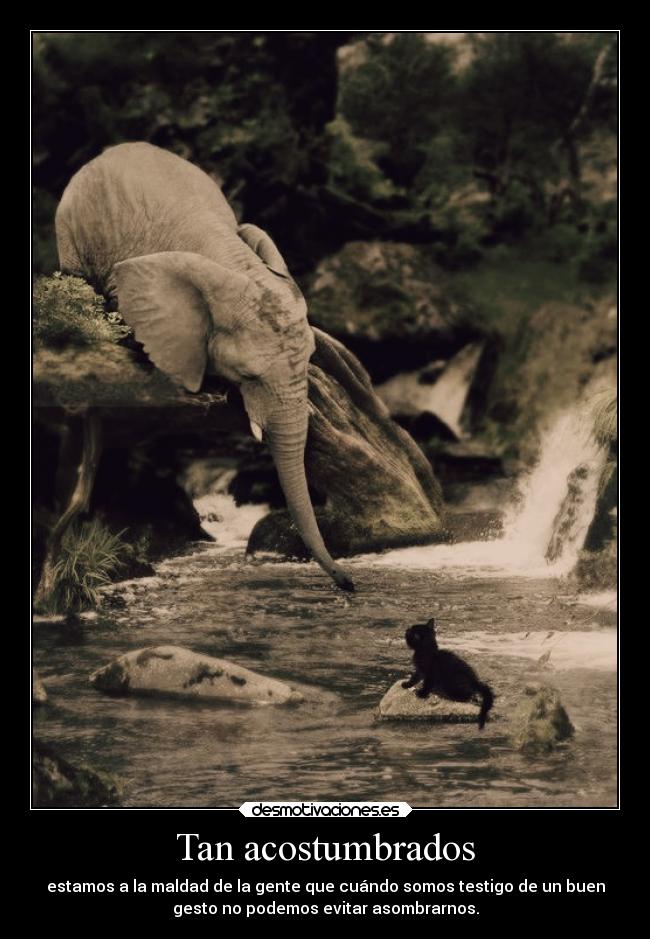 Tan acostumbrados - estamos a la maldad de la gente que cuándo somos testigo de un buen
gesto no podemos evitar asombrarnos.