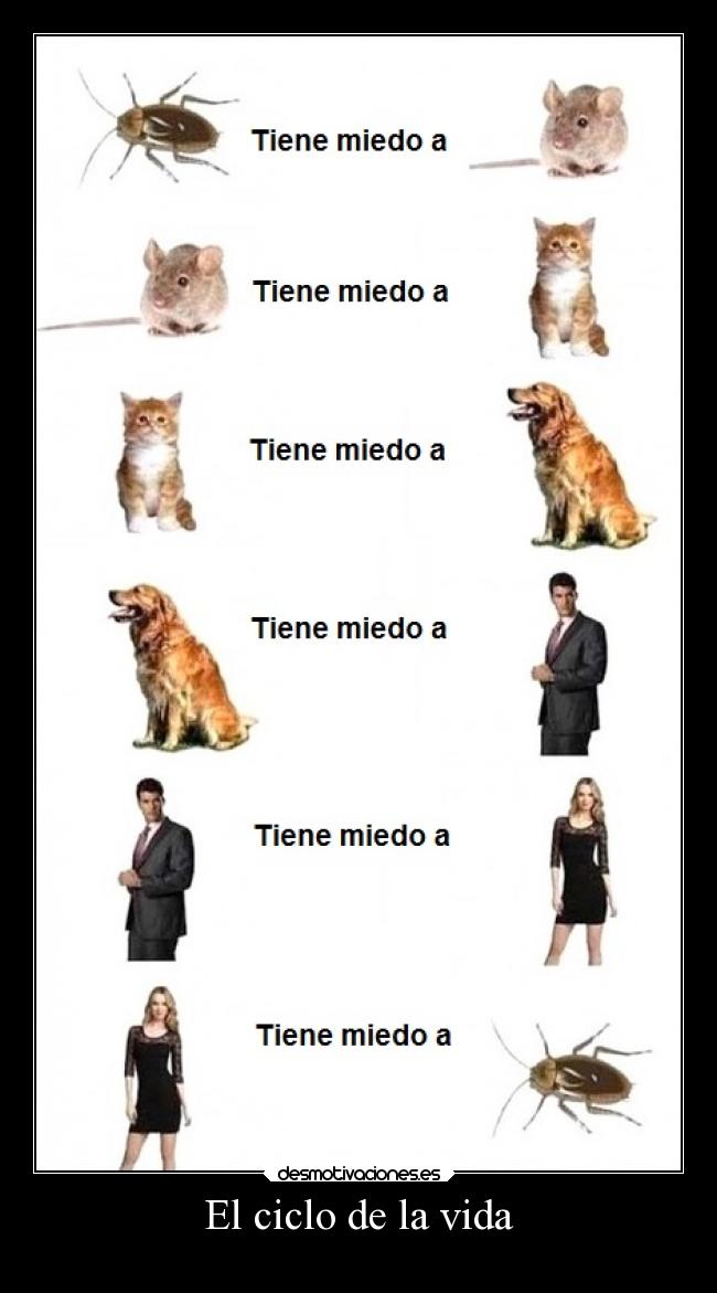 El ciclo de la vida - 