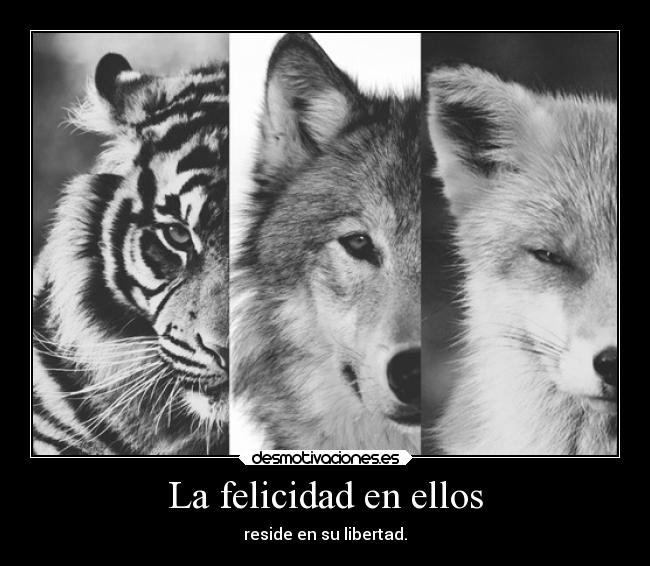 La felicidad en ellos - reside en su libertad.