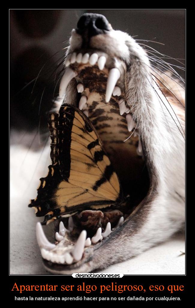 carteles alegria vida tristeza animales mariposon jejeje ejercitodemar amor confianza desmotivaciones