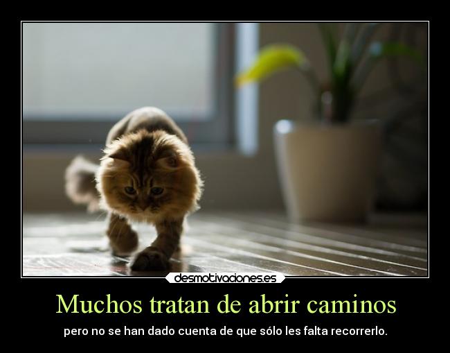 Muchos tratan de abrir caminos -
